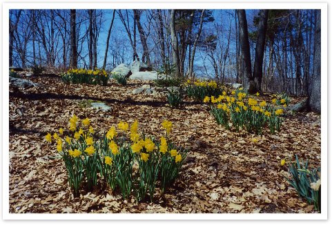 Daffodils2005