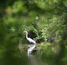 SellecksWoodsJun0873