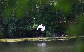 SellecksWoodsJun0872